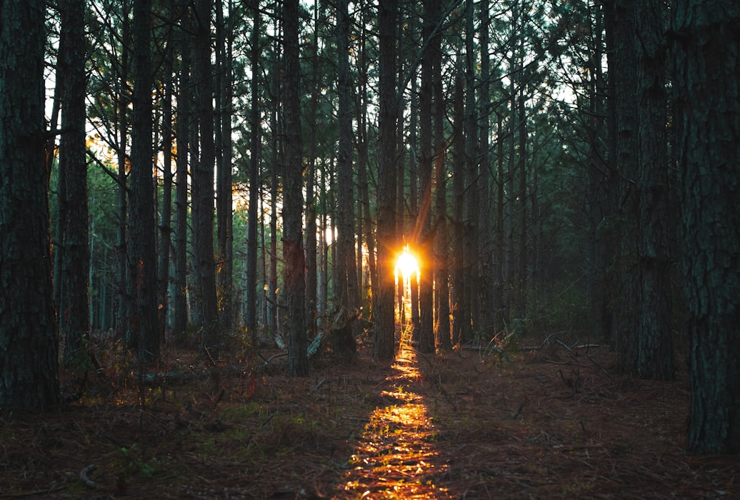 Golden sunlight streaming through a pine forest