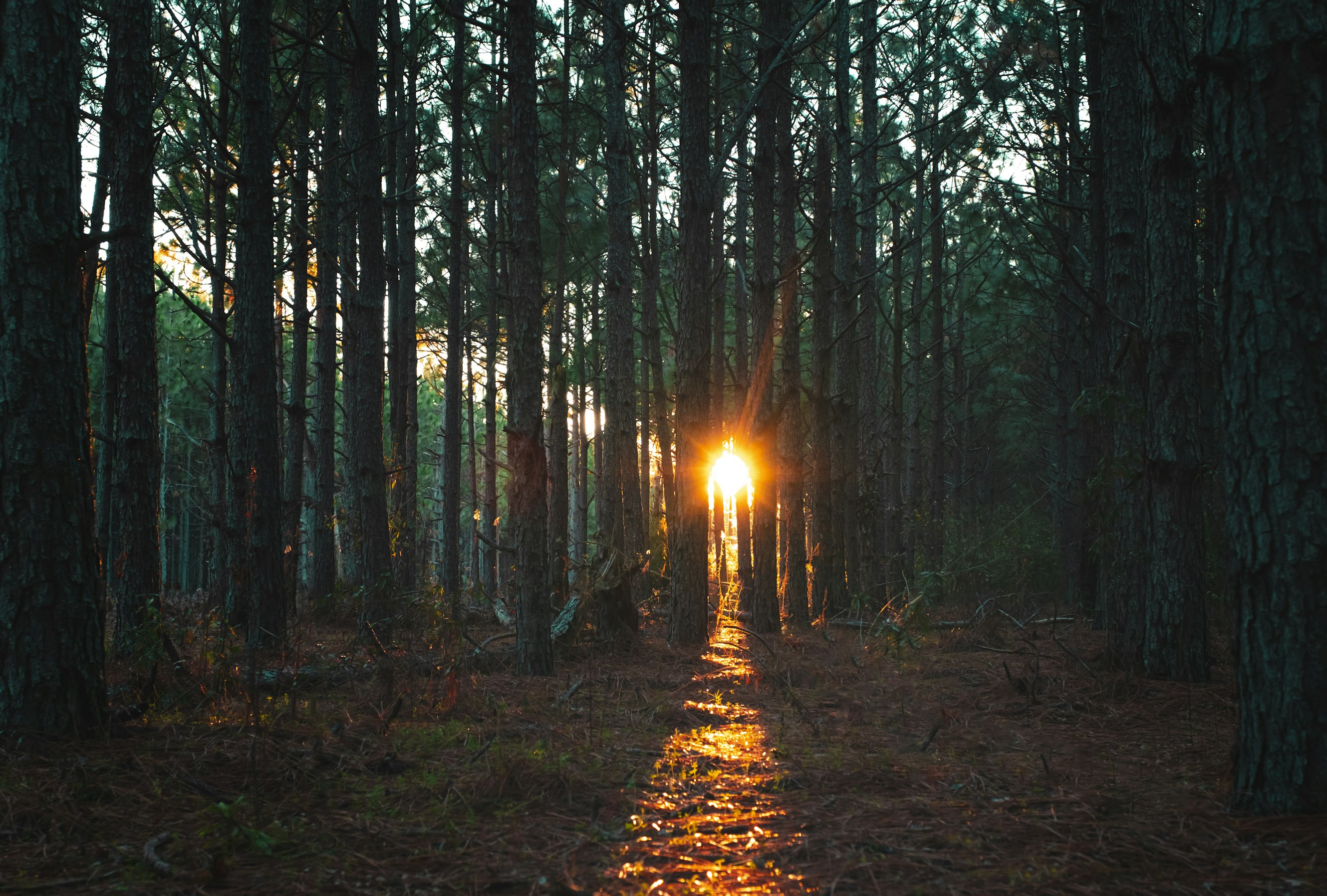 Losing the Forest for the Trees