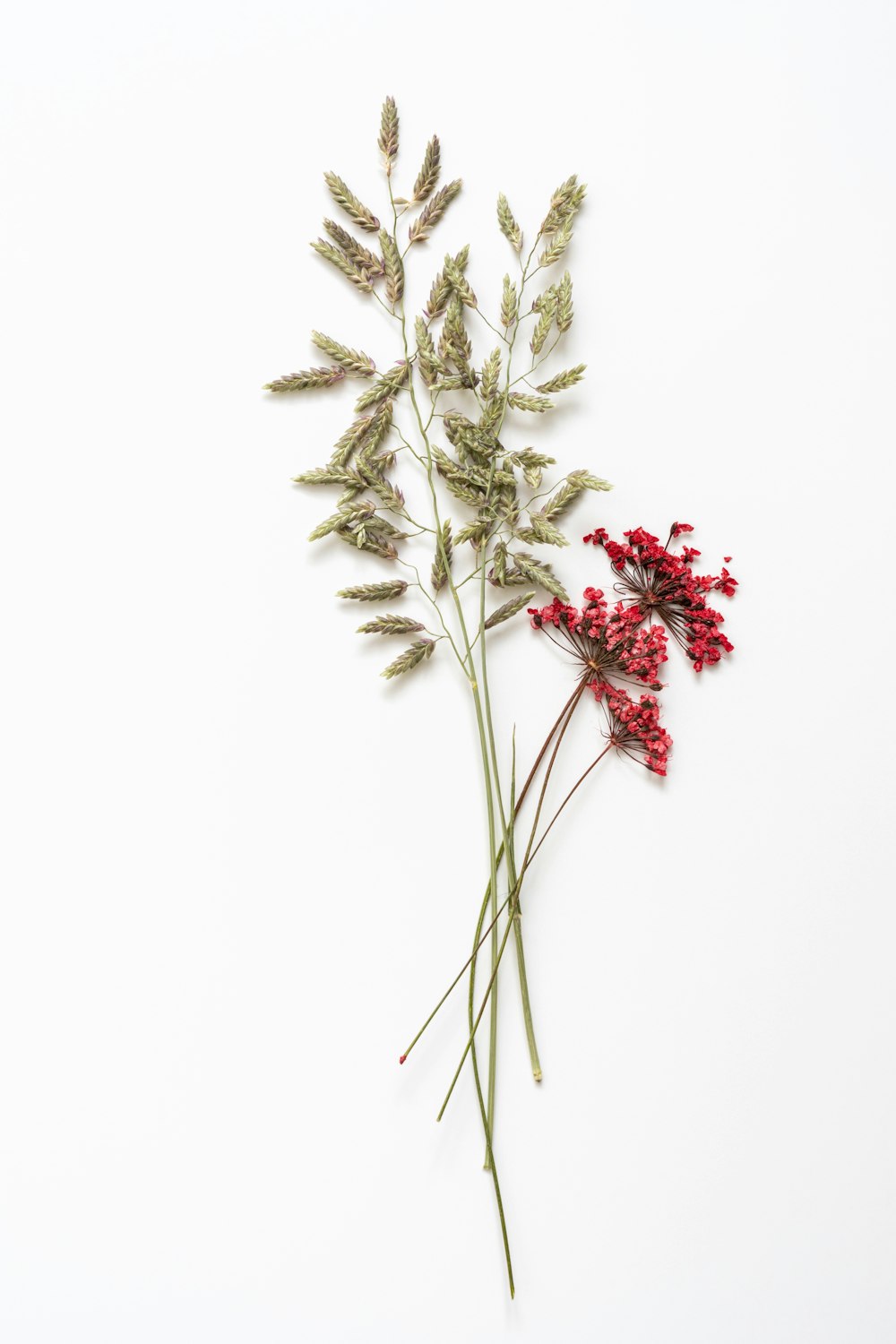 white and red flowers on white background