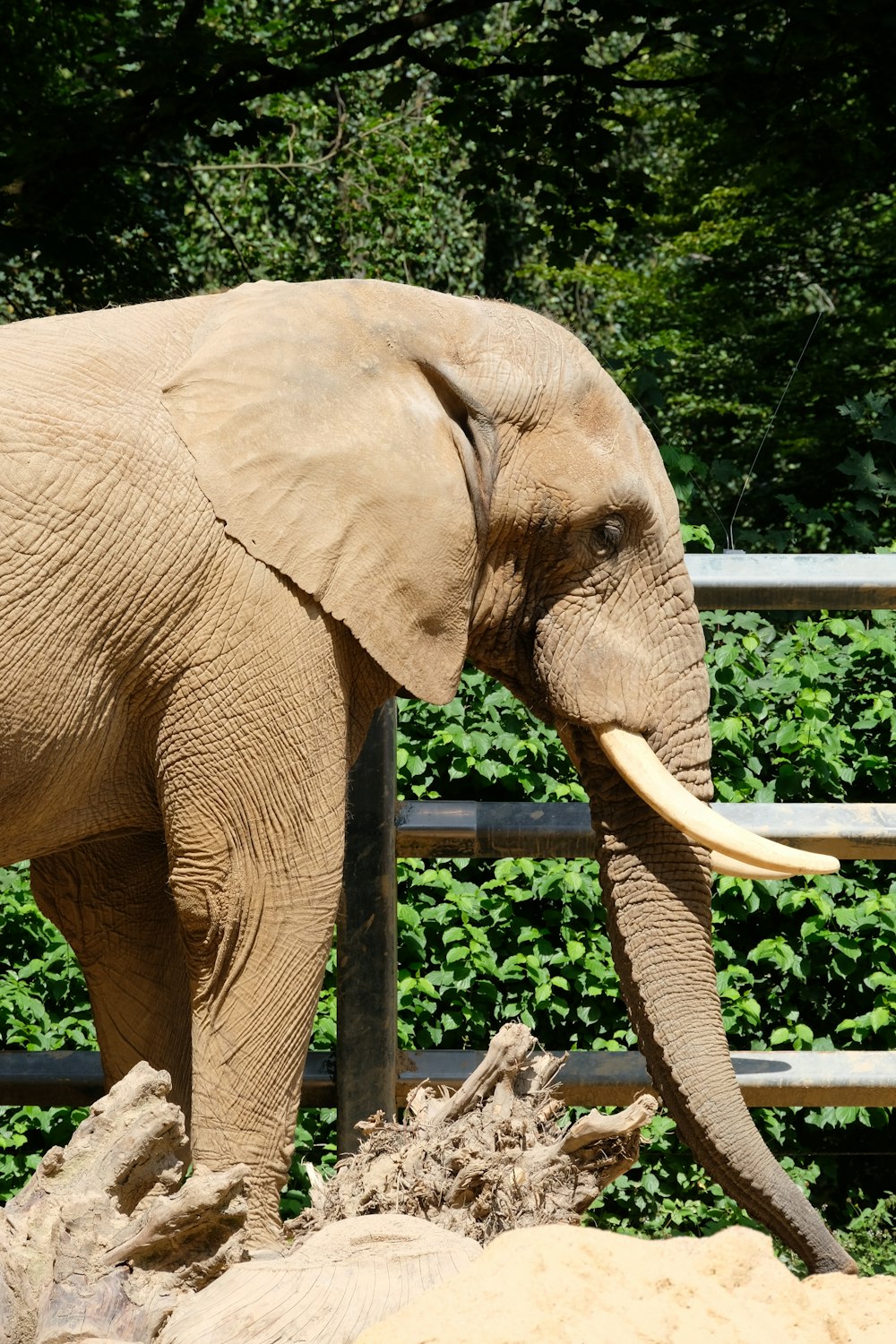 Éléphant brun sur un champ d’herbe verte pendant la journée