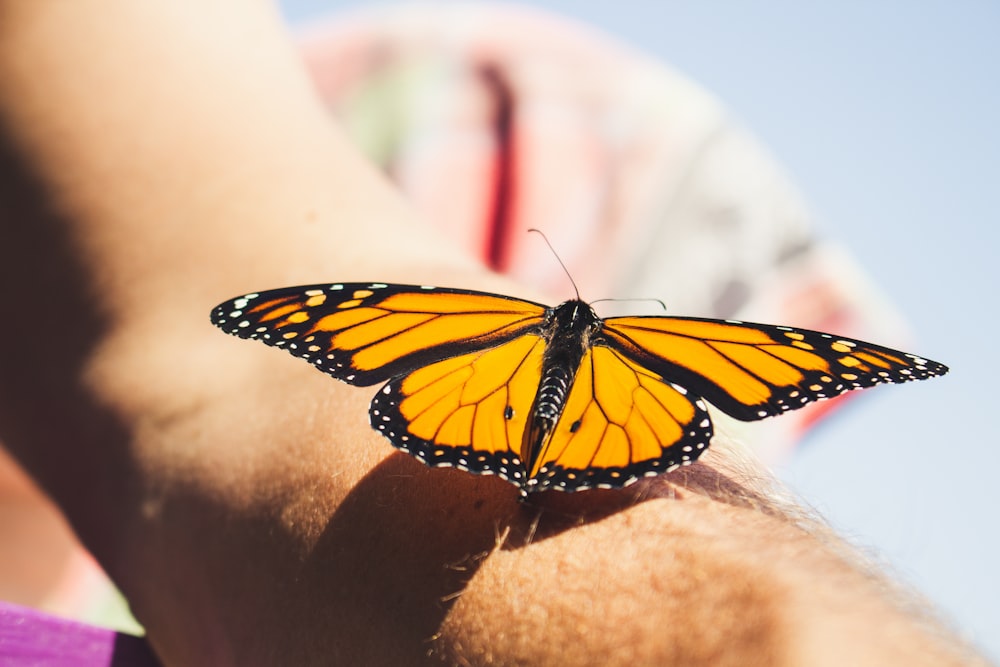 Farfalla monarca appollaiata sulla pelle umana