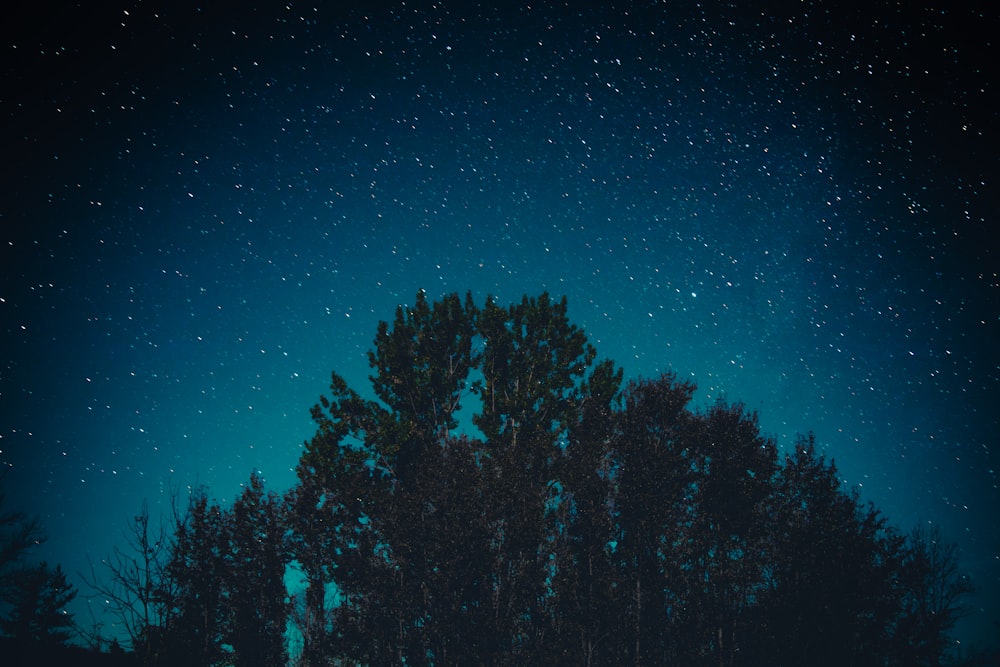 green pine trees under blue sky during night time