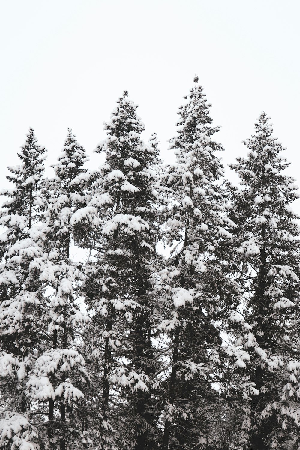 pine trees covered with snow