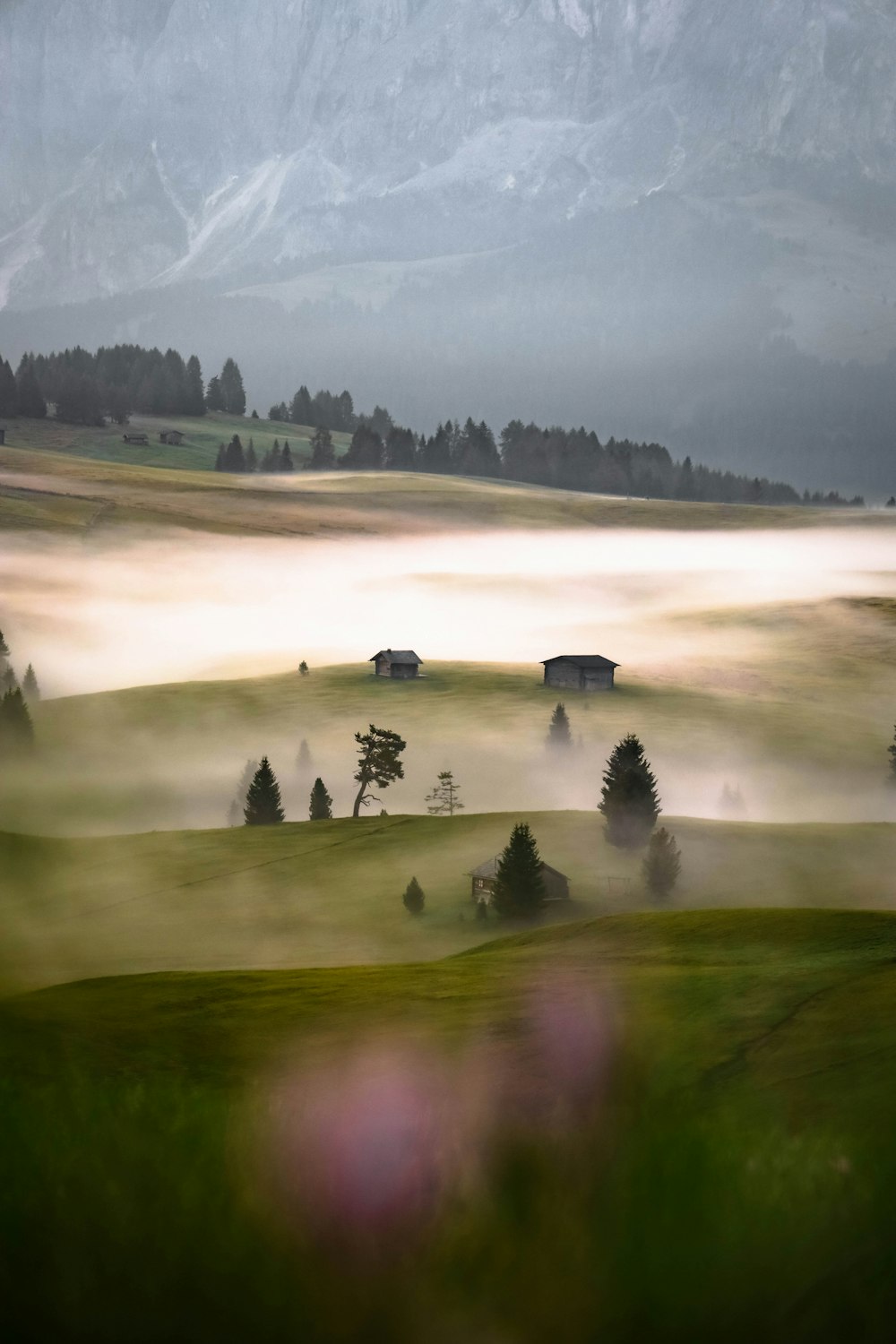 green trees on green grass field during daytime