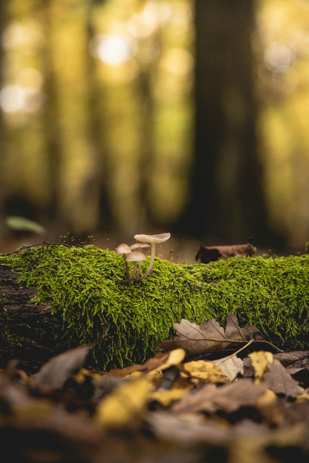 white and brown mushrooms on green moss