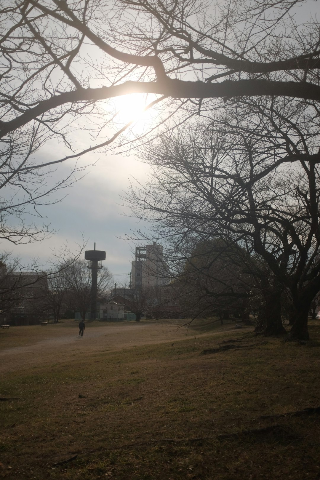 leafless trees on green grass field during daytime