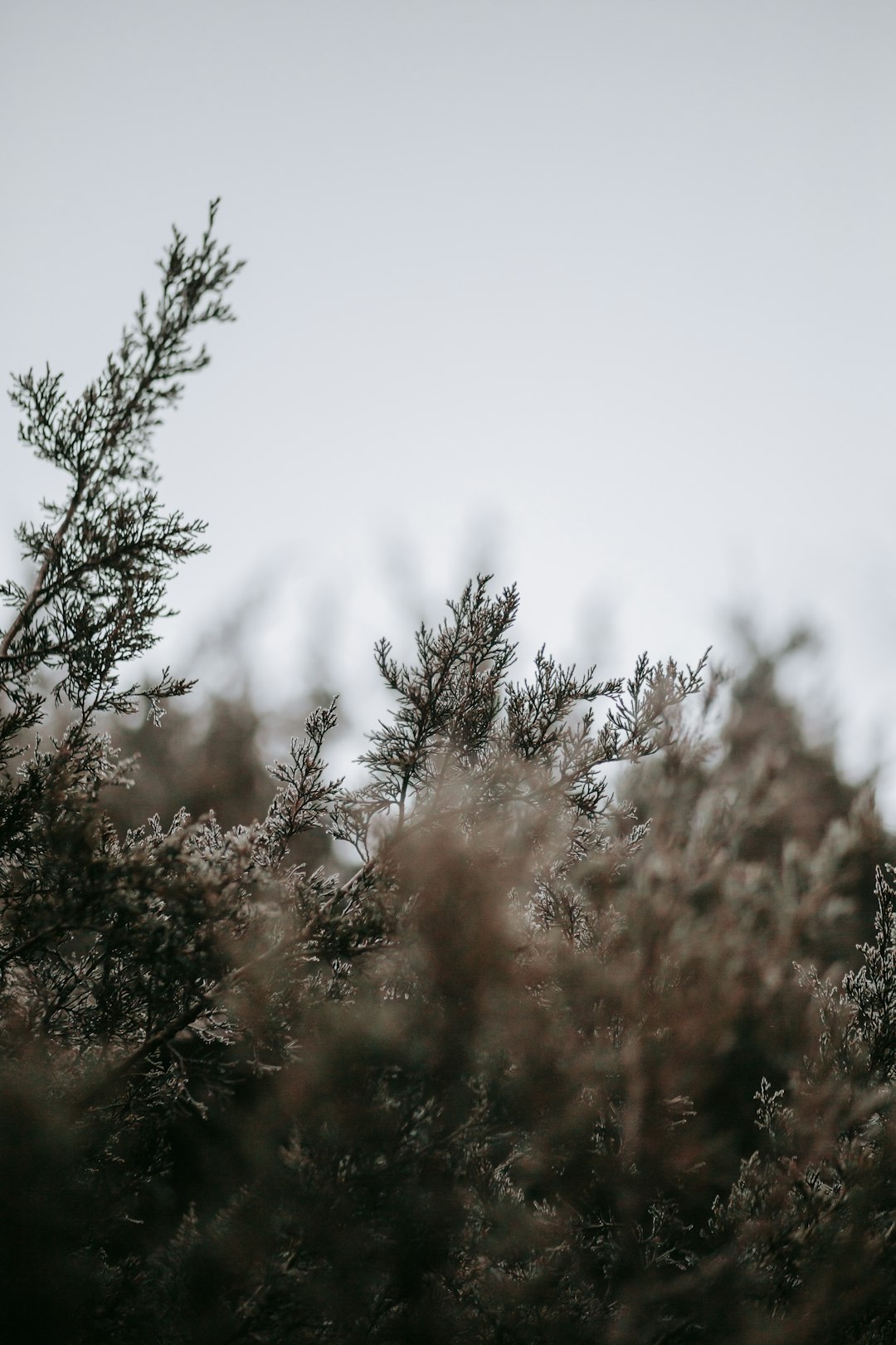 brown and green trees under white sky during daytime