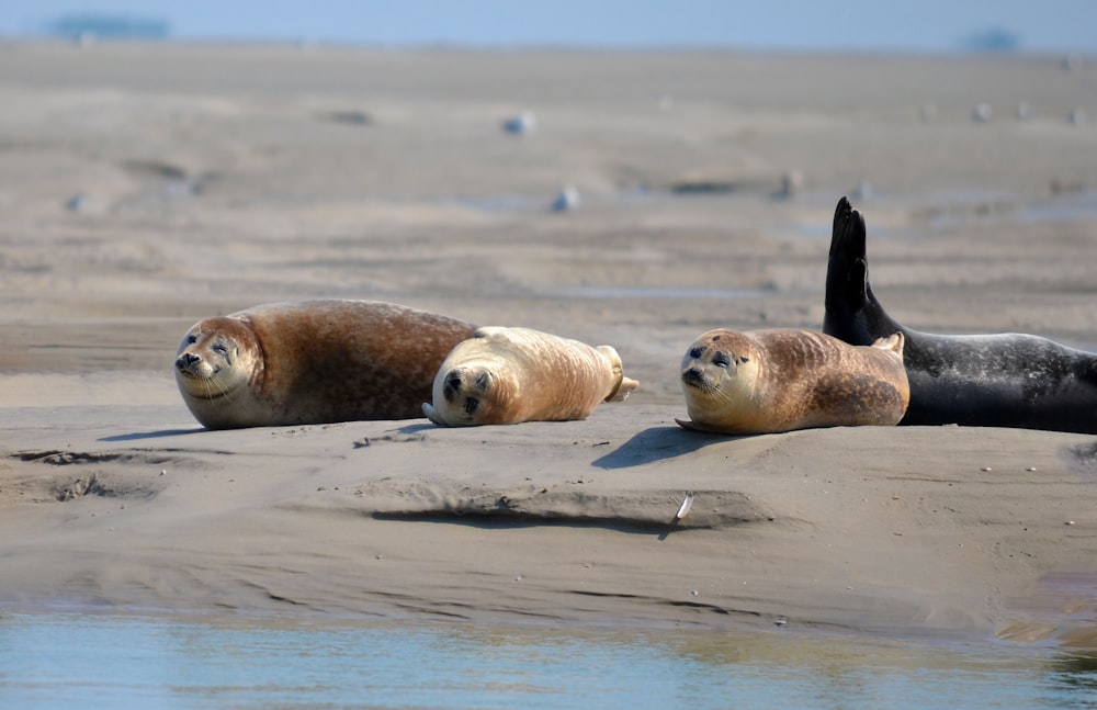 sea lion on white sand during daytime