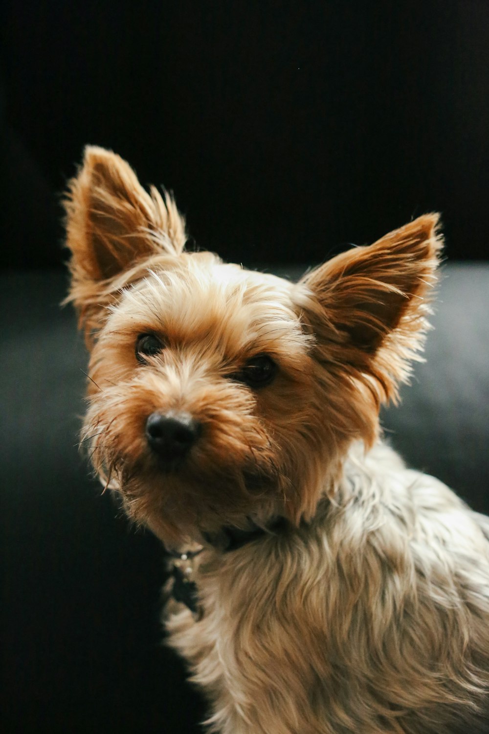 brown and white long coat small dog