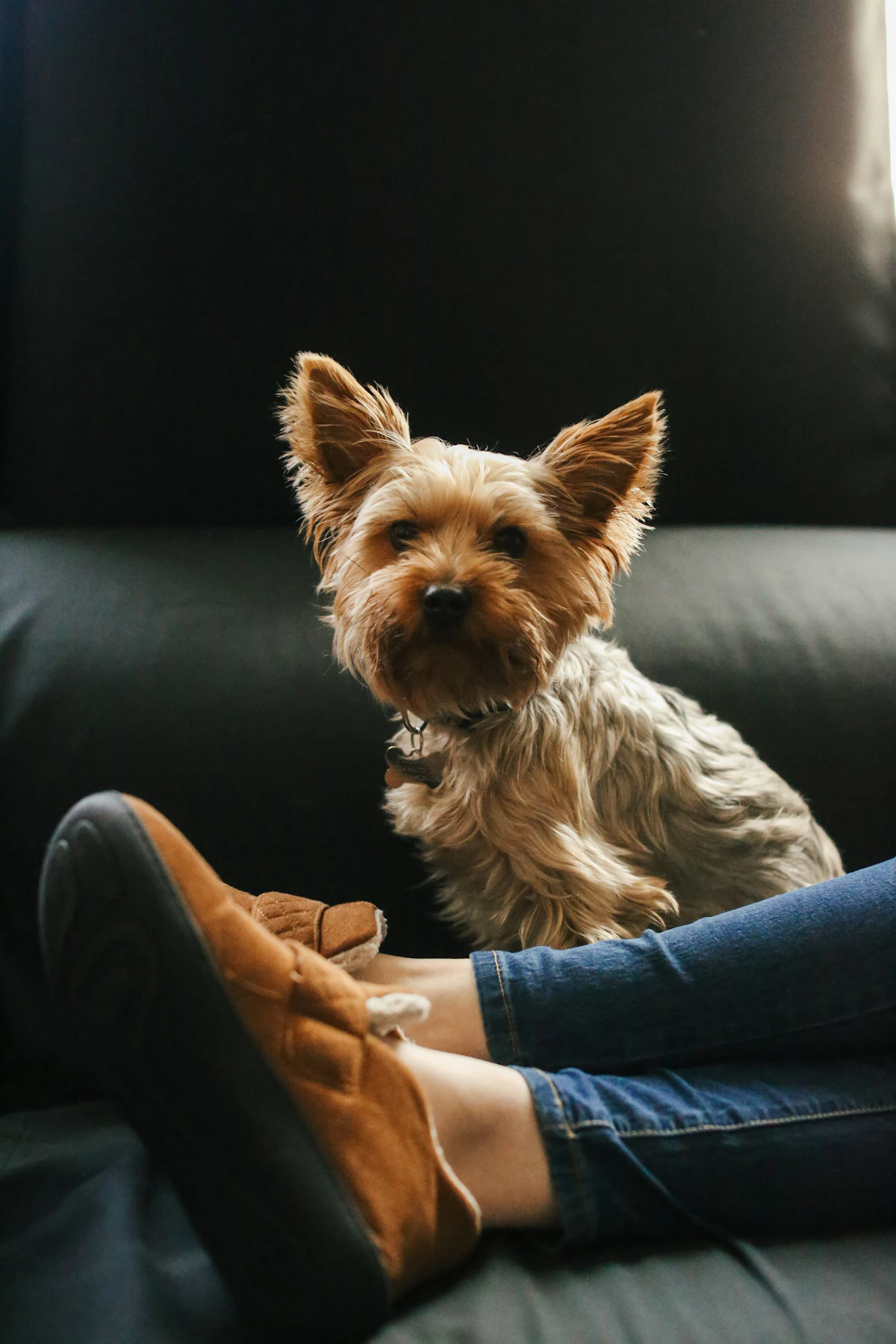 A small terrier sitting close to its owner who is resting feet up on a dark sofa in a calm living room at home