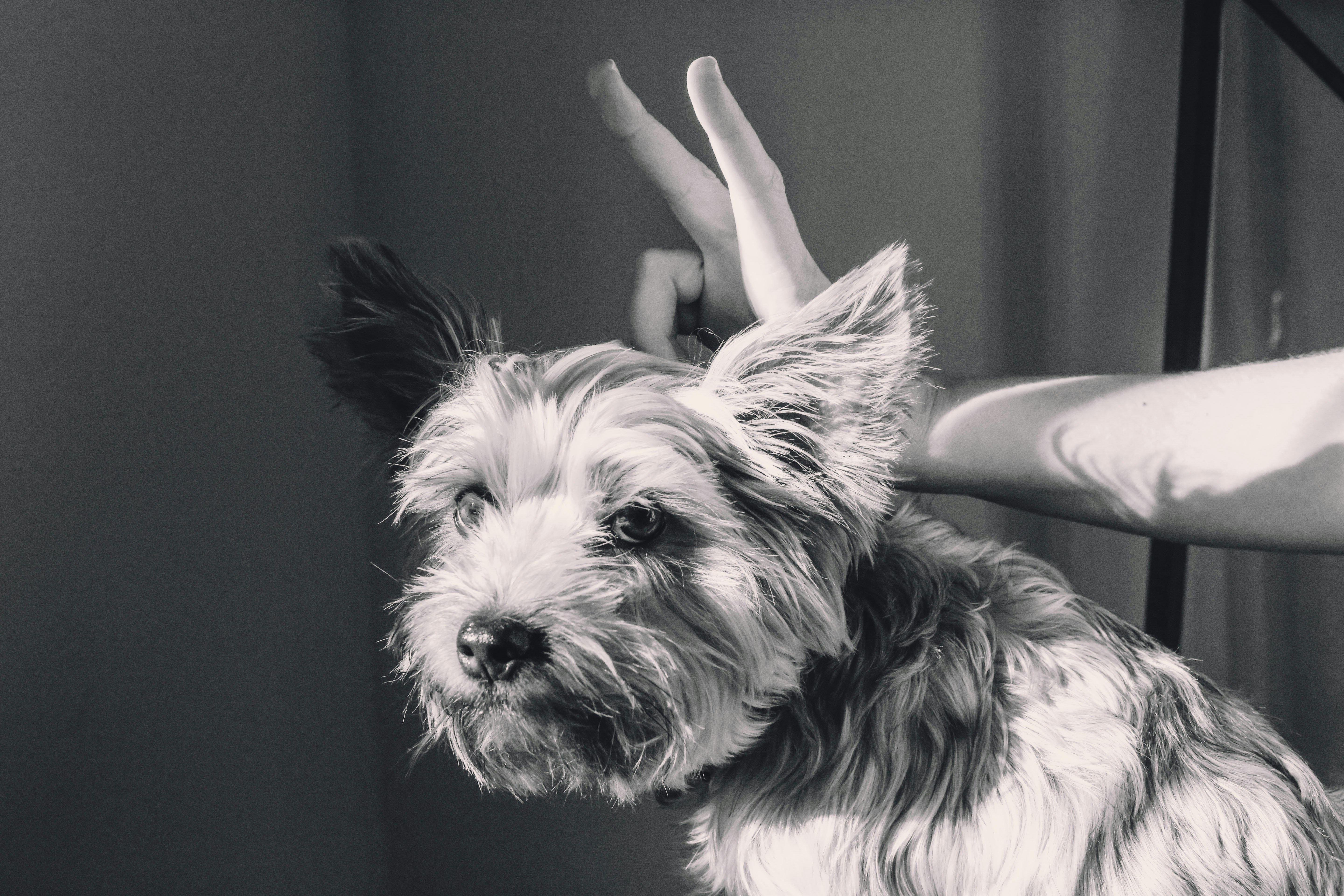 Your Puppy's First Grooming Salon Visit in HCMC