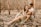 man and woman sitting on ground with dried leaves