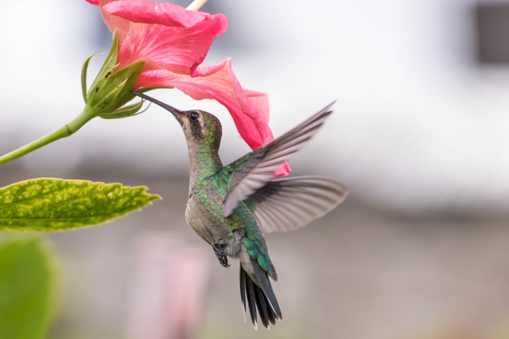 grüner und brauner Kolibri fliegen