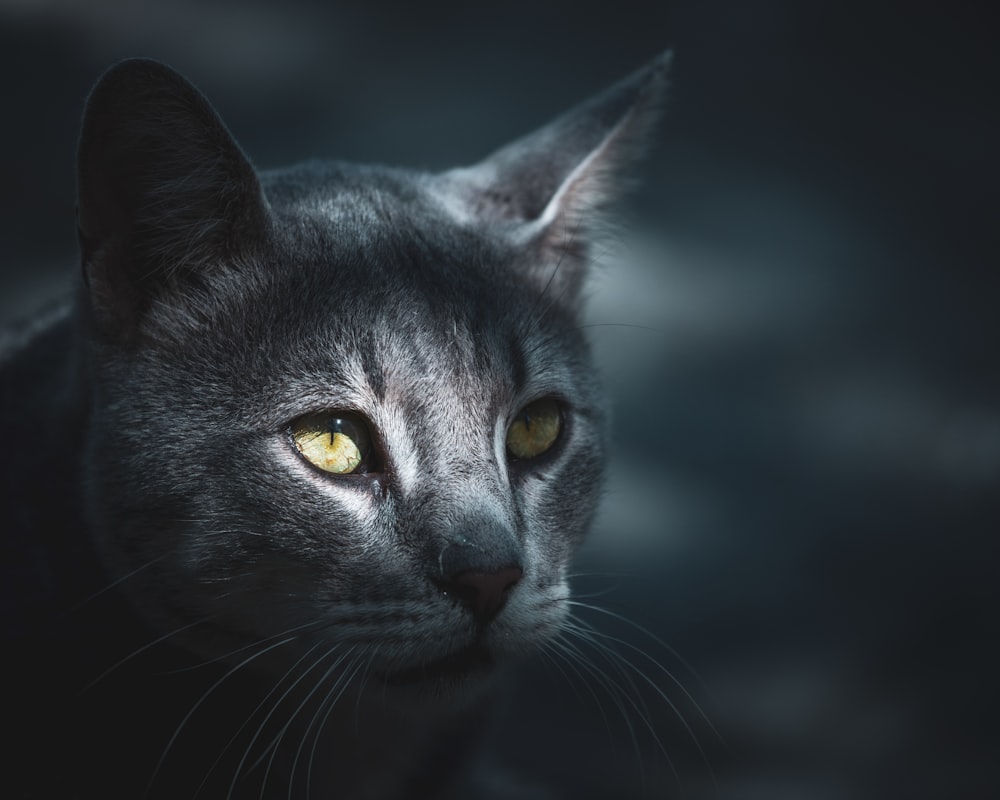 black cat with yellow eyes