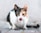 white black and brown cat on gray concrete floor