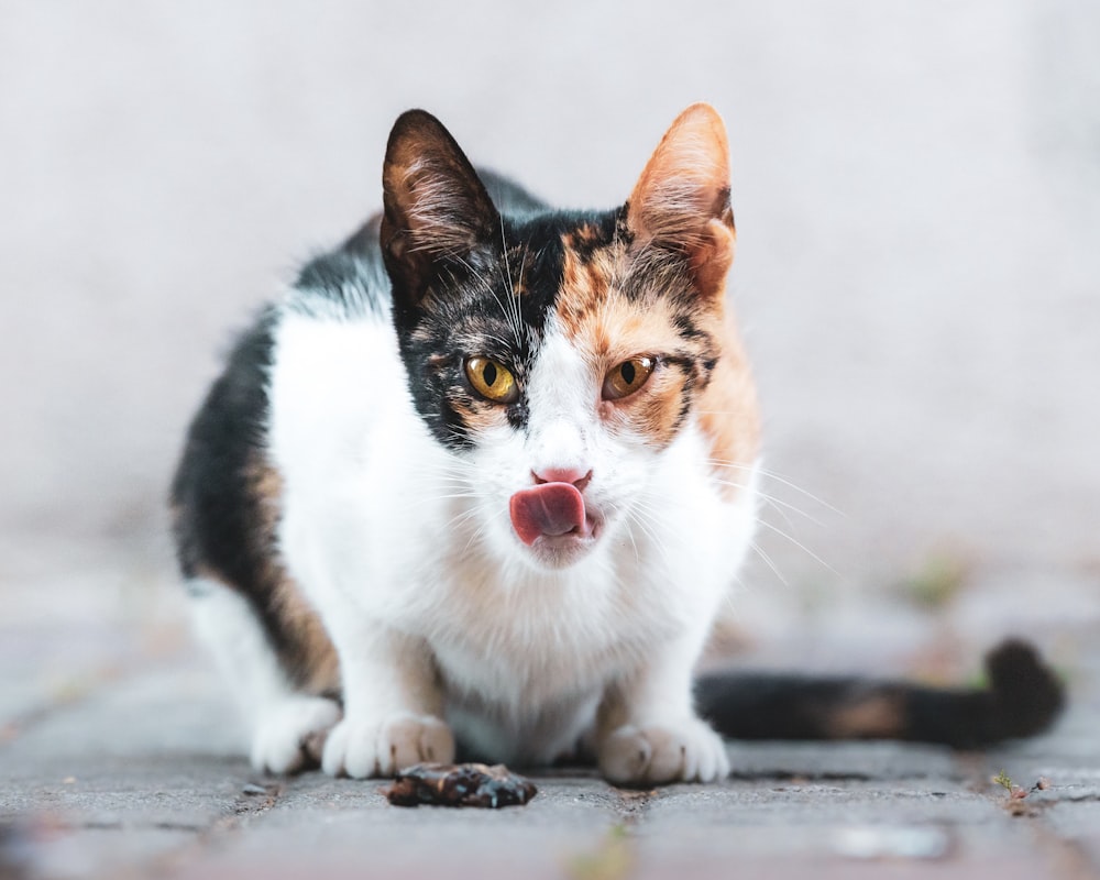 white black and brown cat on gray concrete floor