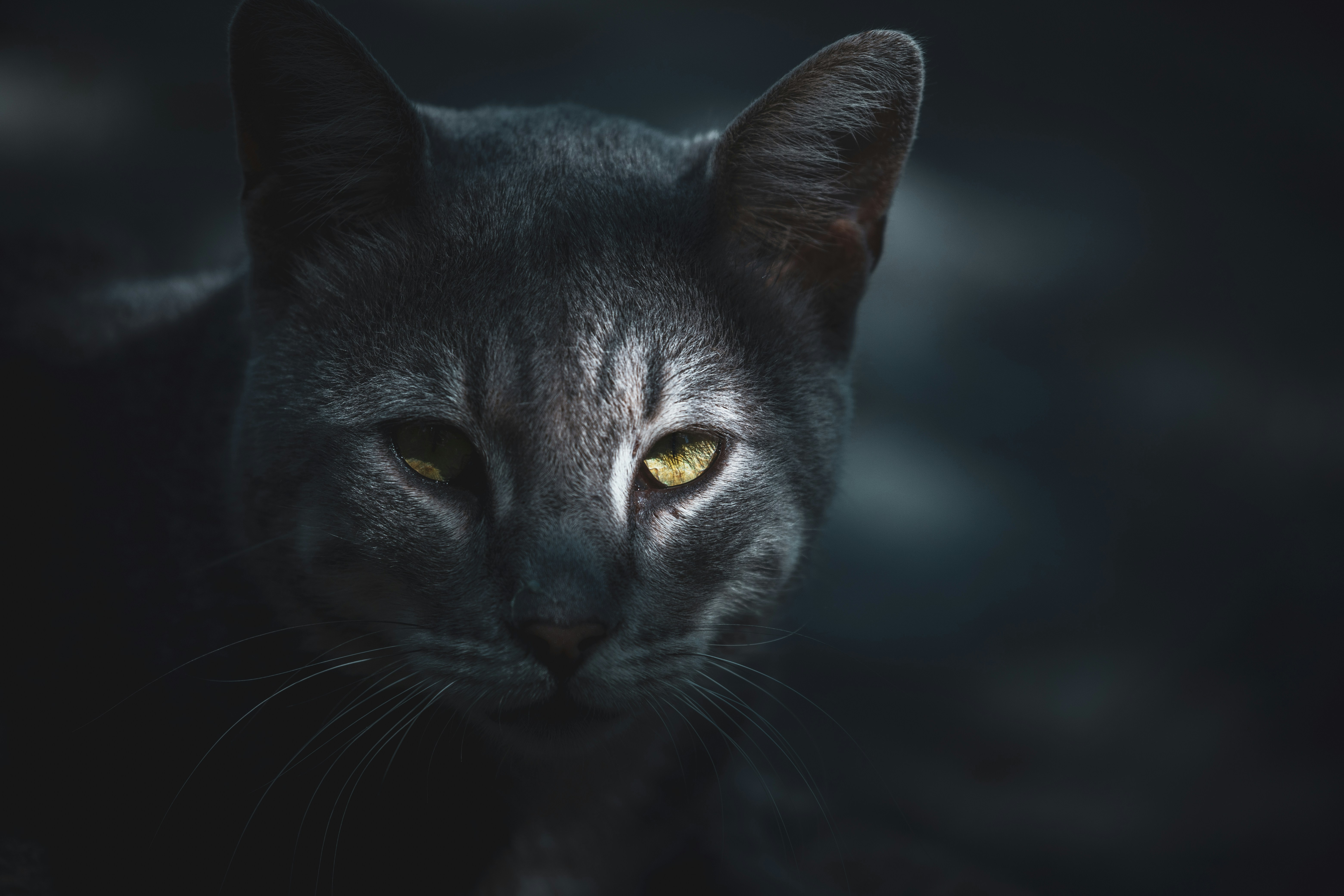 Alley cat in Istanbul