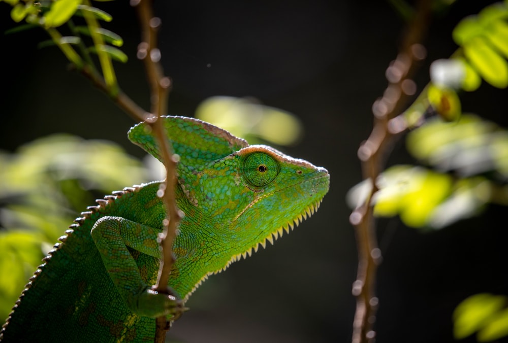 green chameleon on brown tree branch