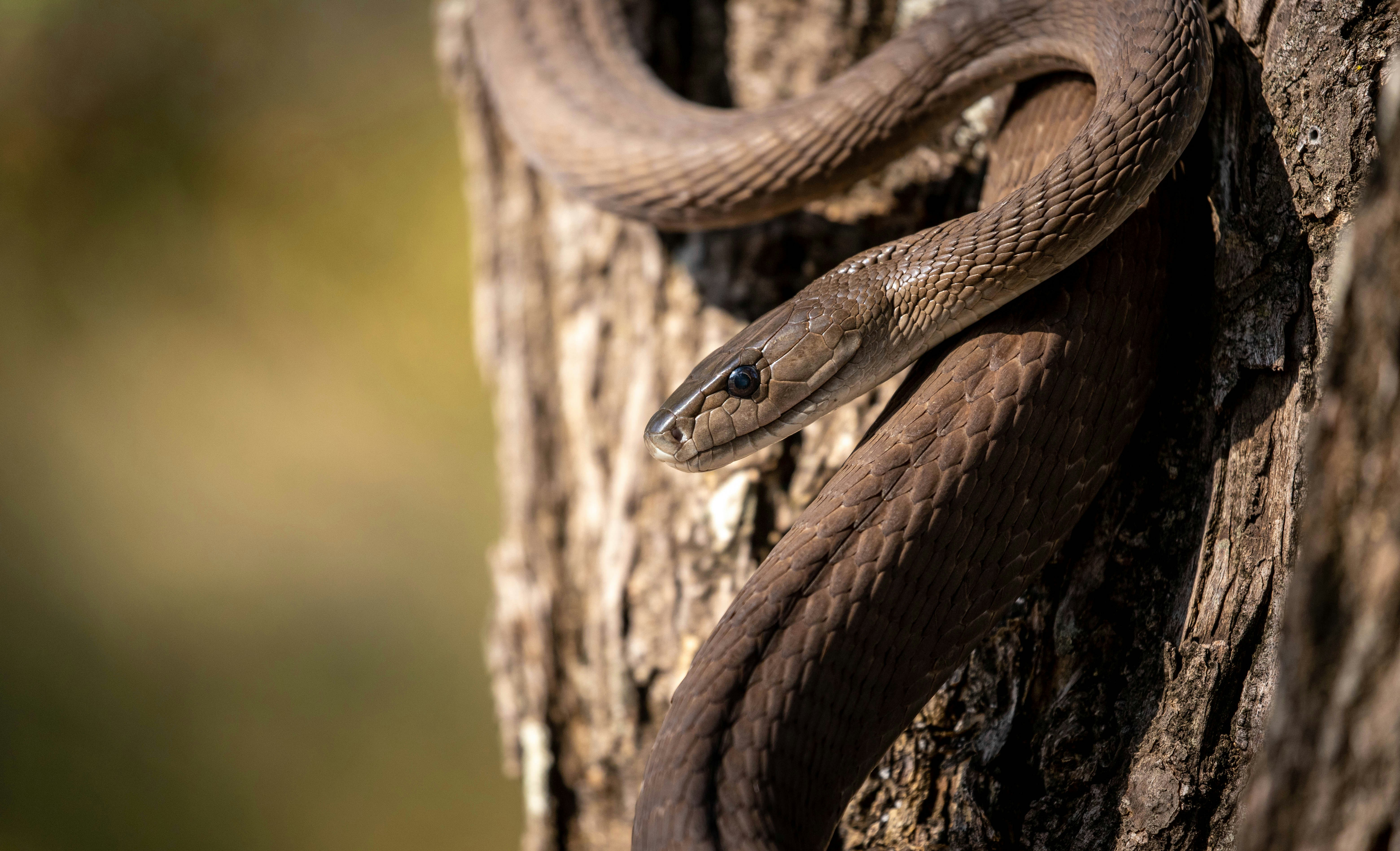 brown snake on brown tree trunk