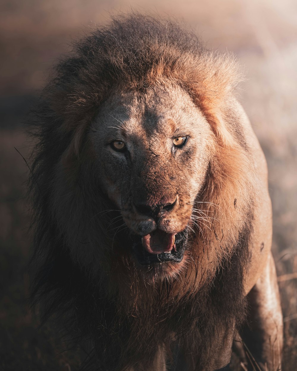 brown lion lying on ground