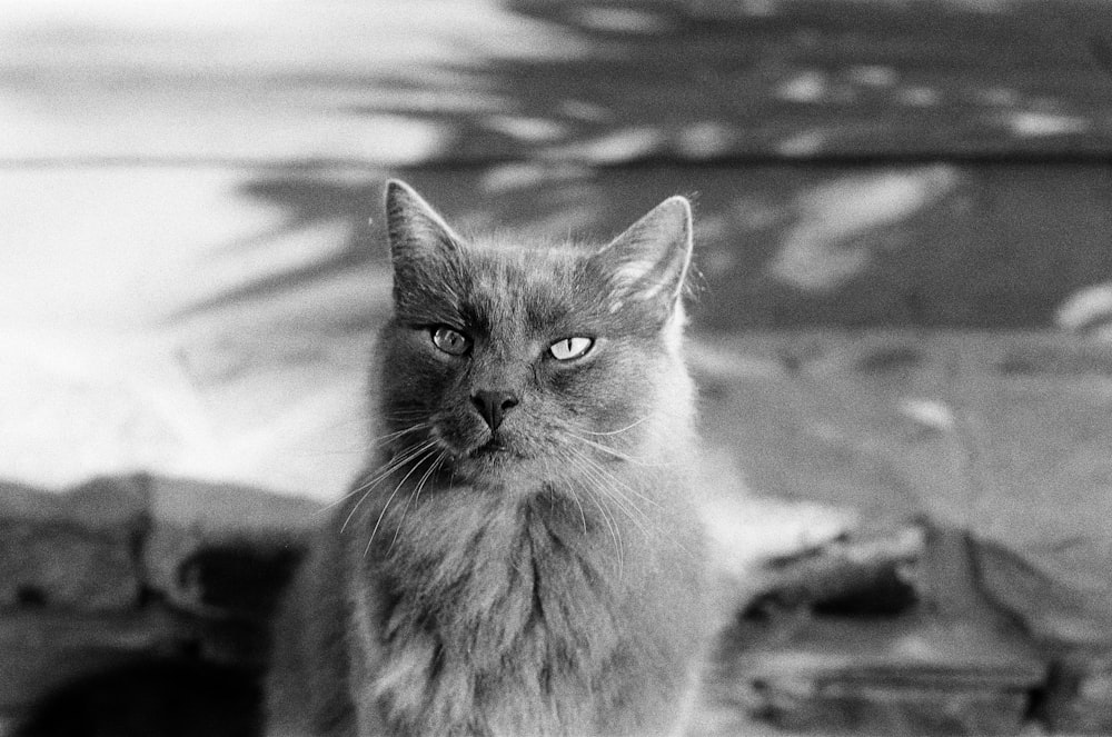 foto in scala di grigi di un gatto a pelo lungo