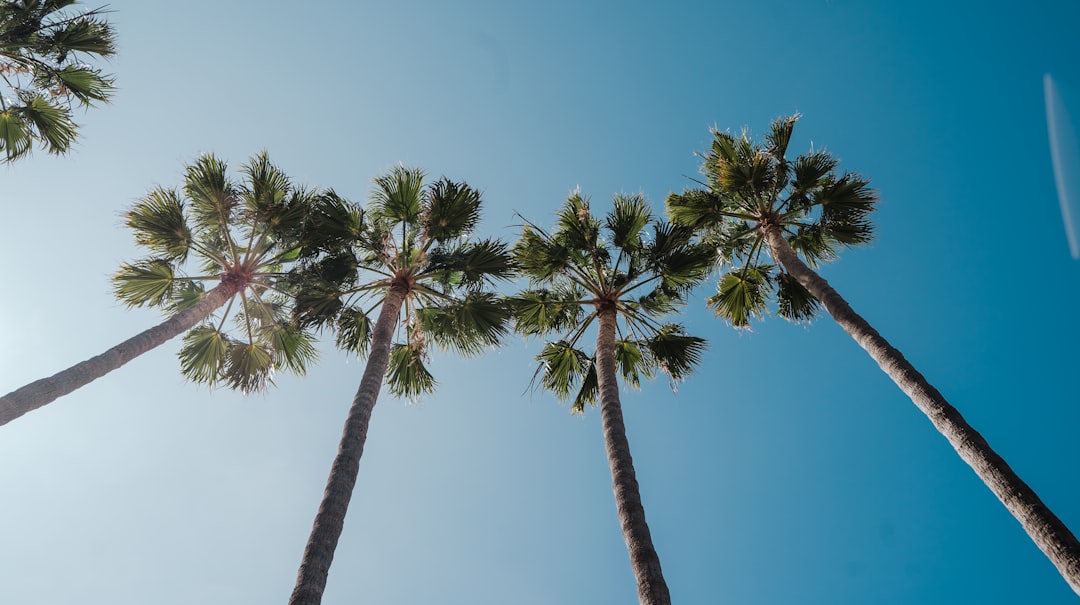 green palm trees under blue sky during daytime