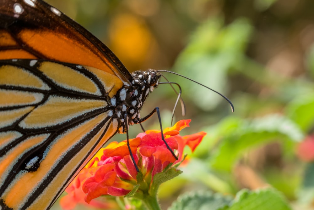 Mariposa monarca posada en flor de naranjo en fotografía de primer plano durante el día