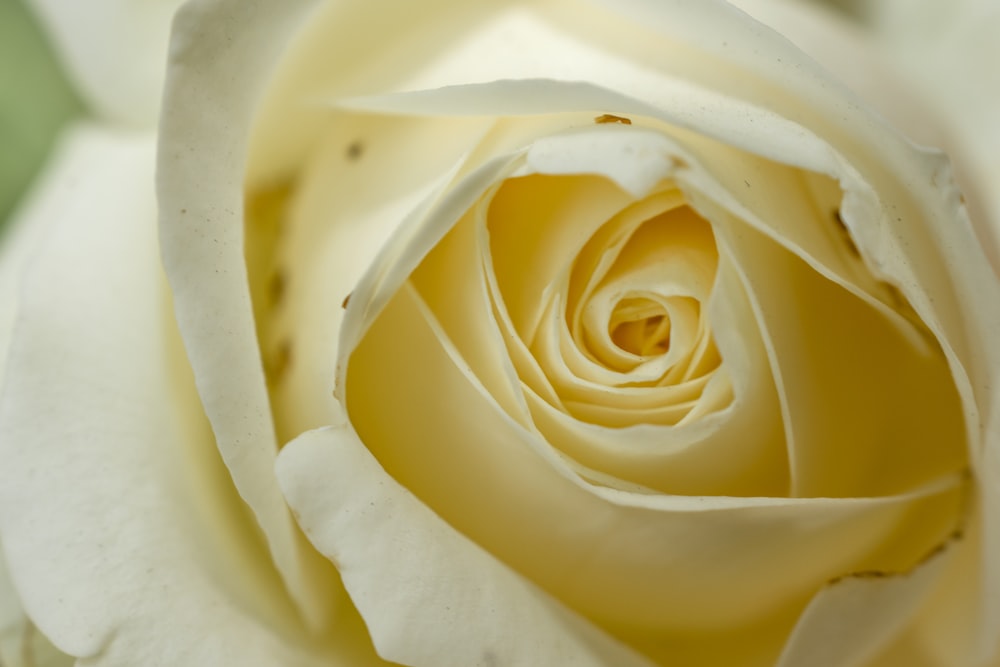 white rose in bloom close up photo