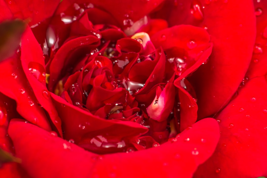 red rose petals in close up photography