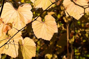 Close-up of ayahuasca leaves and Banisteriopsis caapi vine intertwined on a natural background.