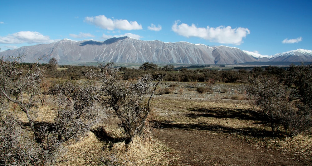 green trees on brown field under blue sky during daytime