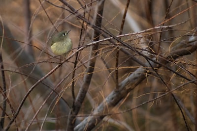 yellow bird on brown tree branch during daytime