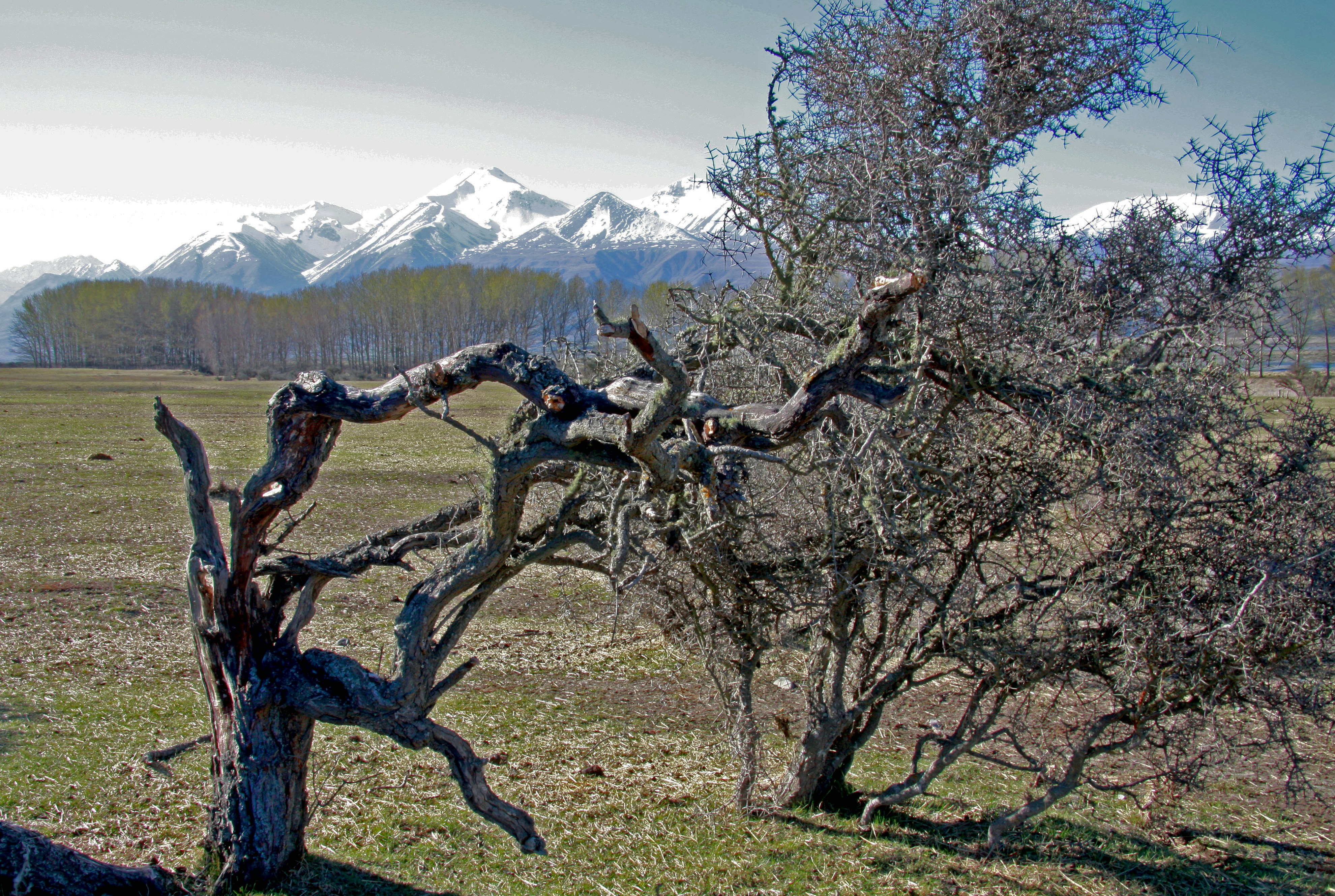 brown bare tree on green grass field during daytime