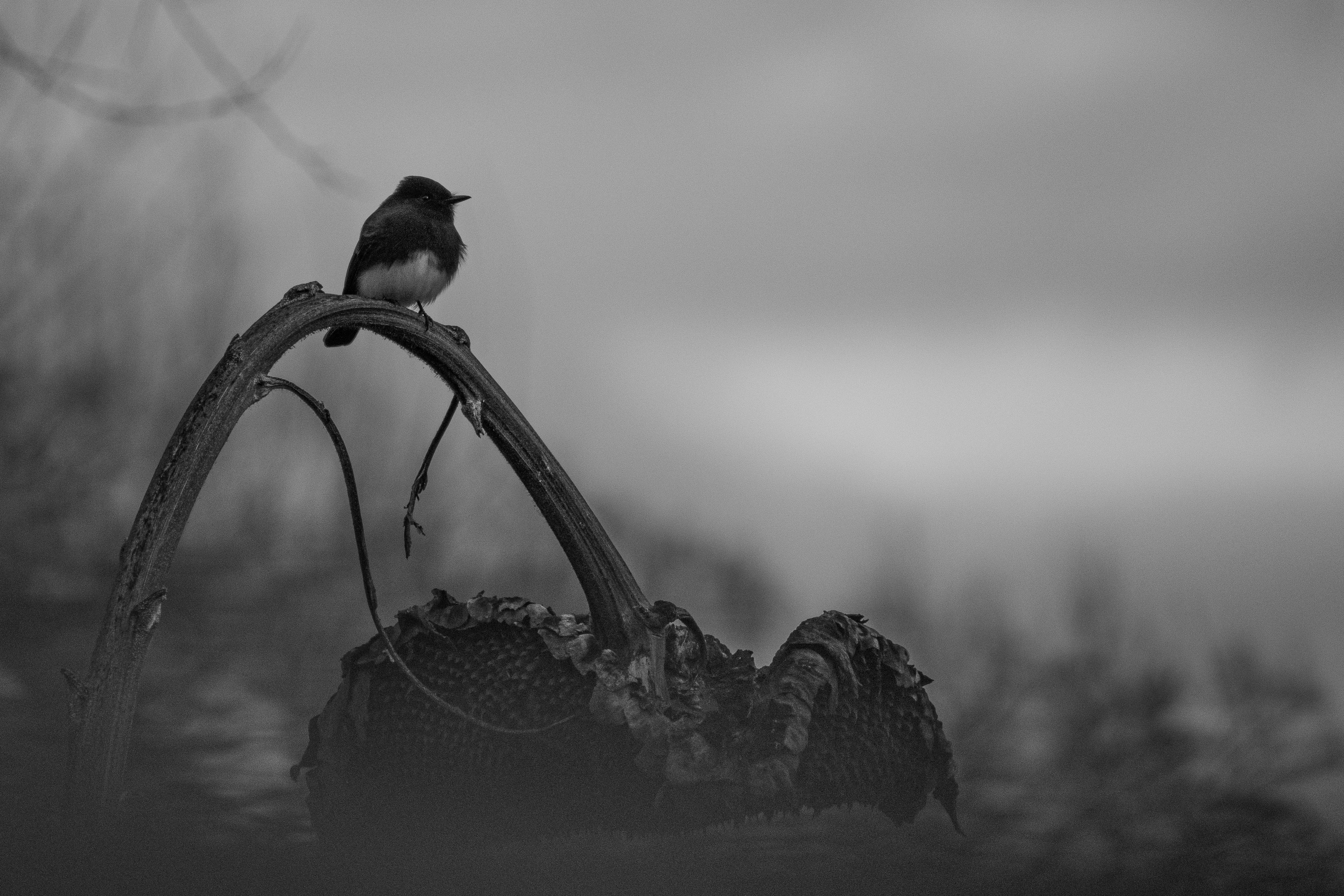 Photo by elisastonephotography