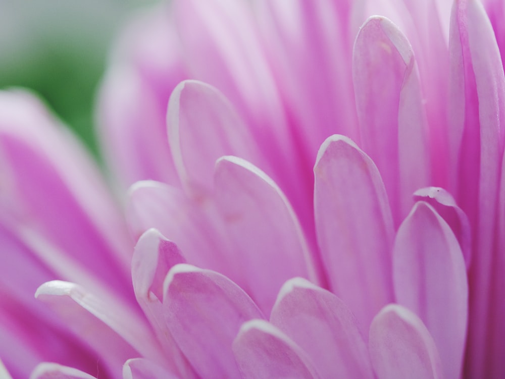 pink flower in macro shot