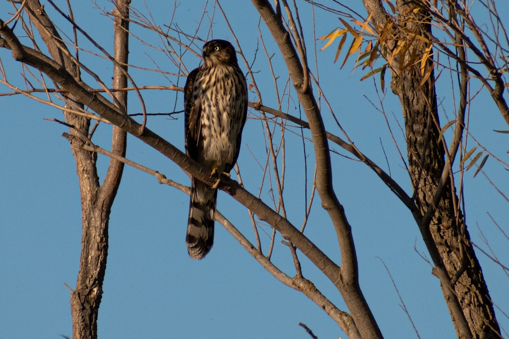 a bird is perched on a tree branch