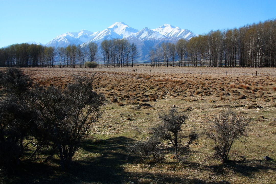 green trees and mountains during daytime