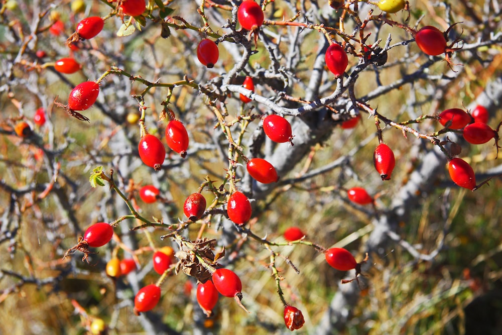 낮 동안 나무에 빨간 둥근 과일
