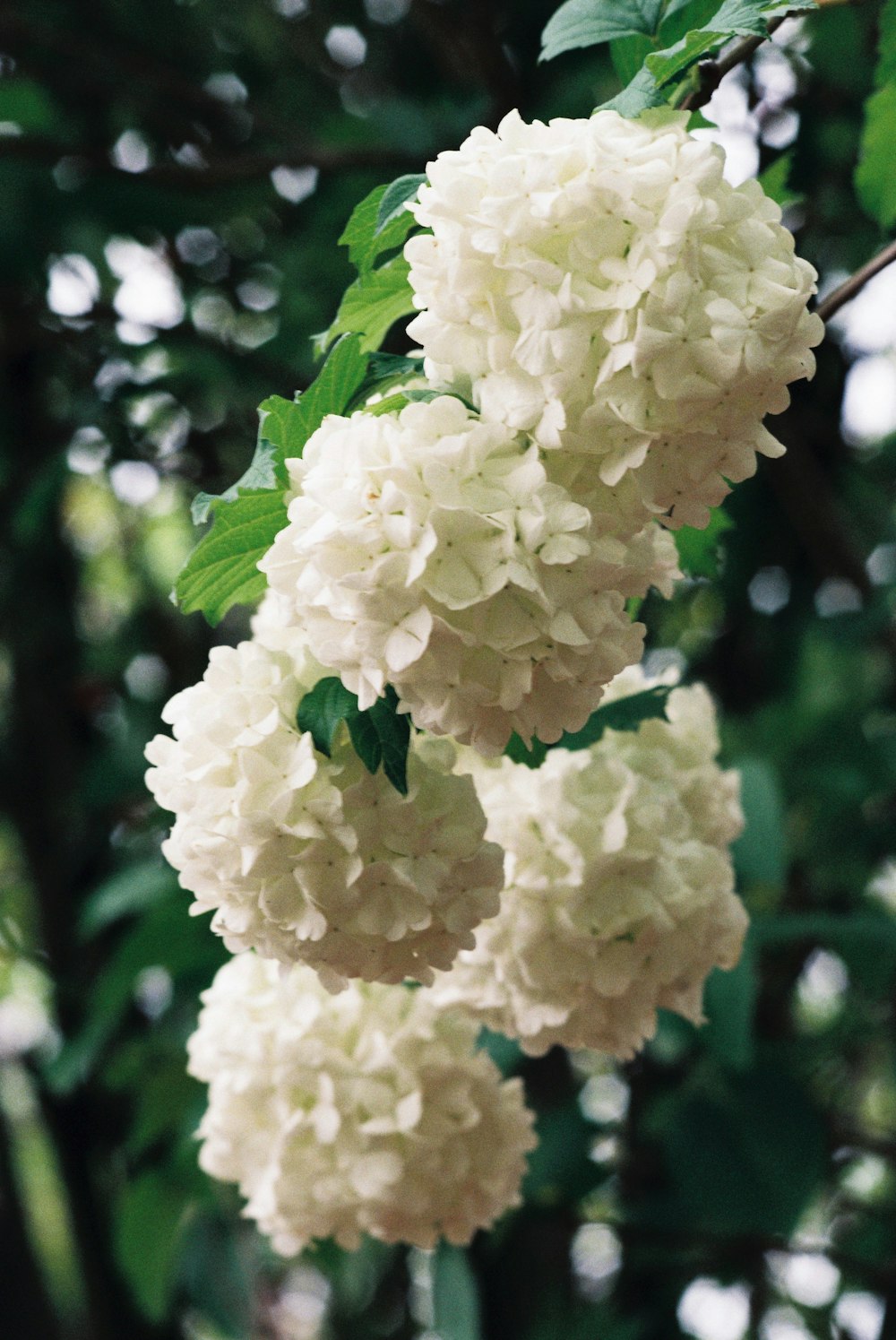 white flower in tilt shift lens