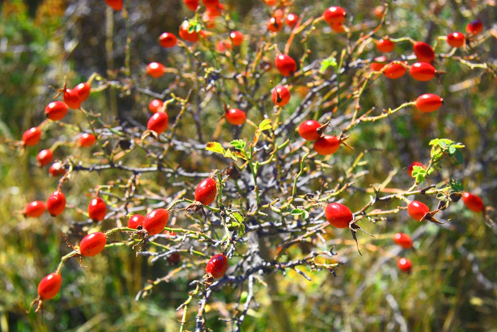 frutos redondos vermelhos na árvore durante o dia