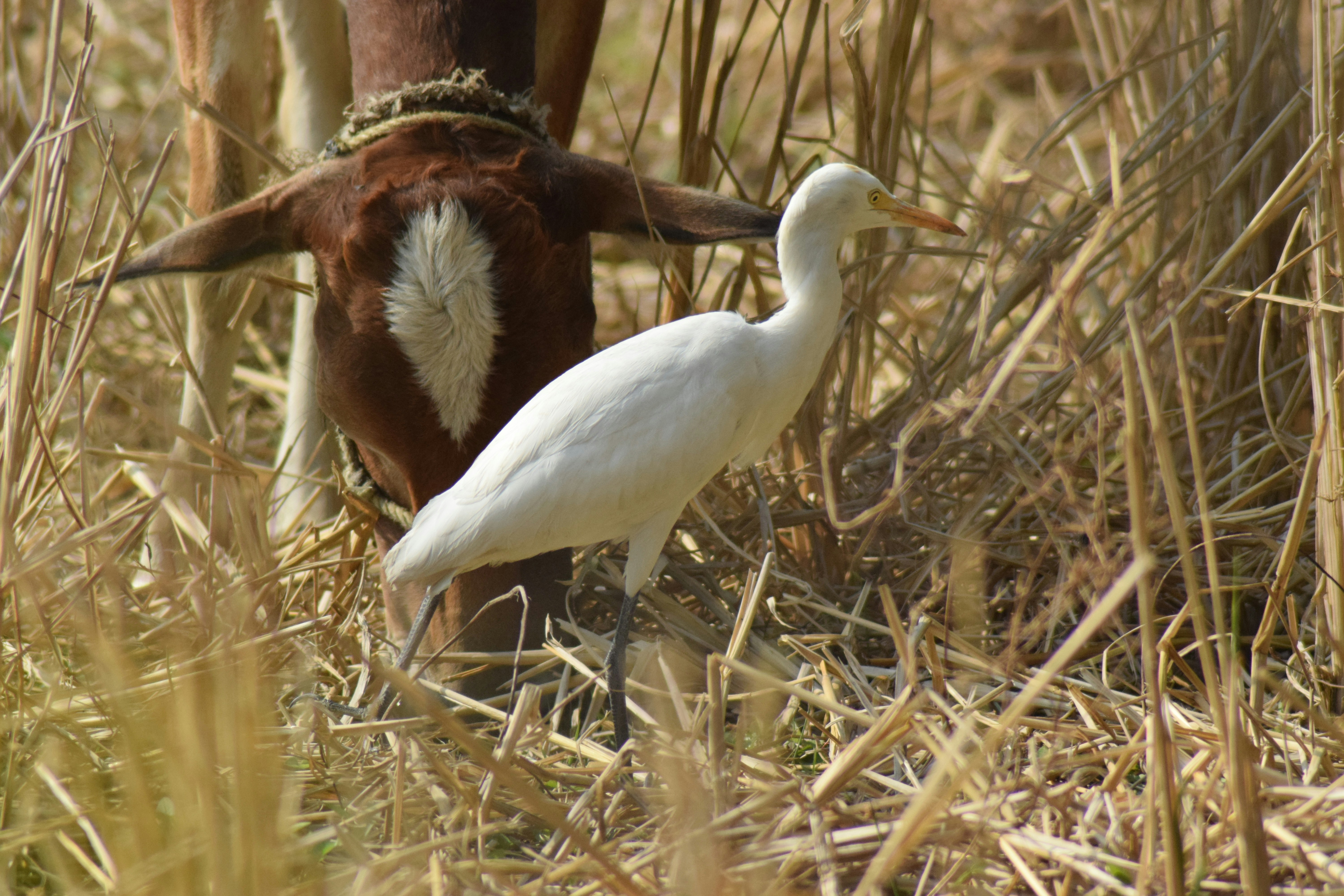 white long beak bird on brown grass during daytime
