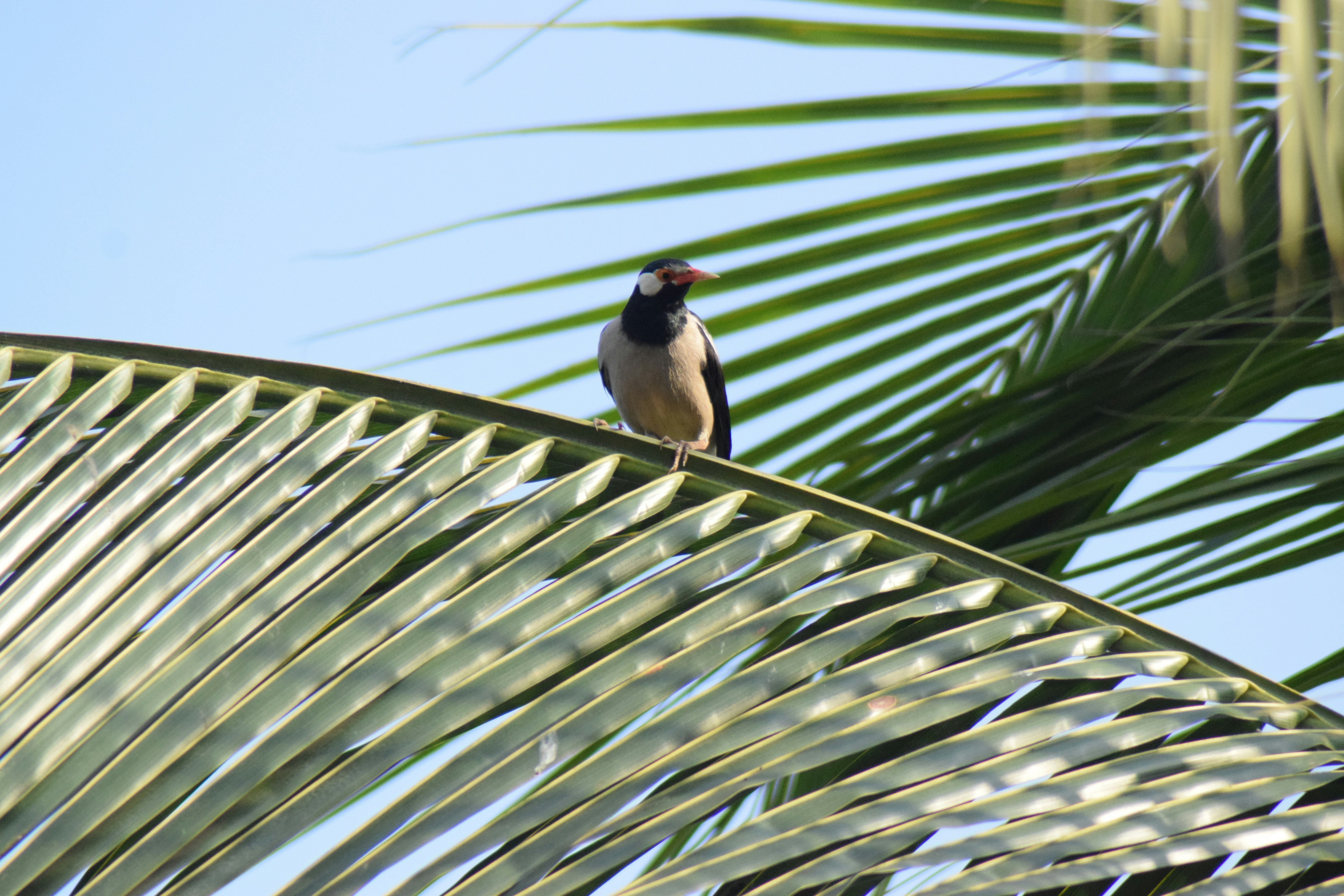 schwarzer und brauner Vogel tagsüber auf grüner Palme