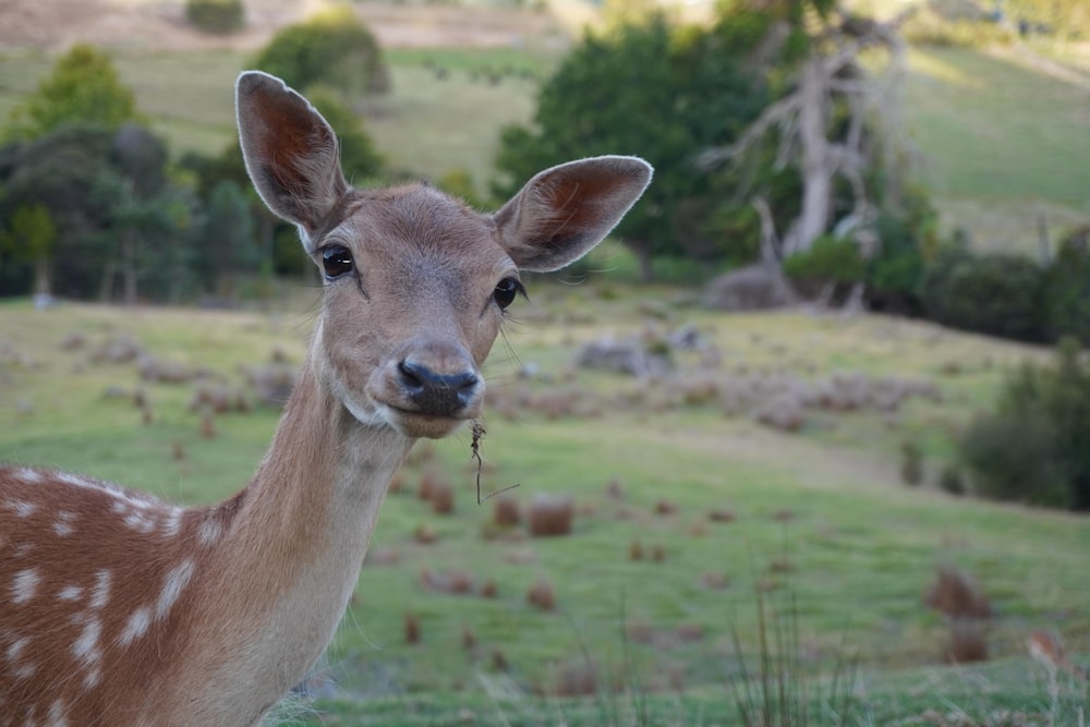 brown deer on green grass field during daytime