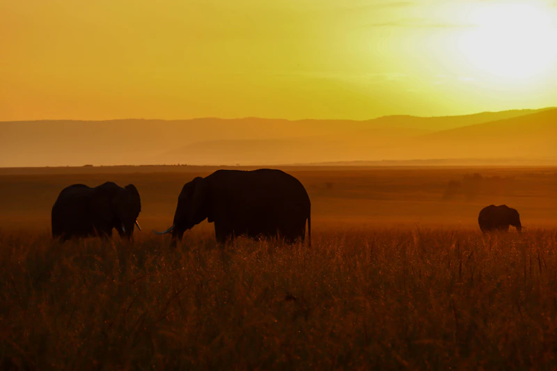 African savannah sunset elephants