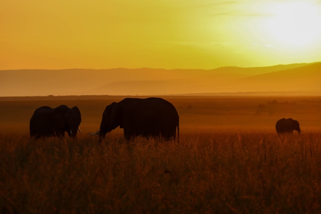 Silhouetted elephants stand gracefully in the open savannah as the sun sets behind the distant hills, casting a warm golden hue over the entire landscape.