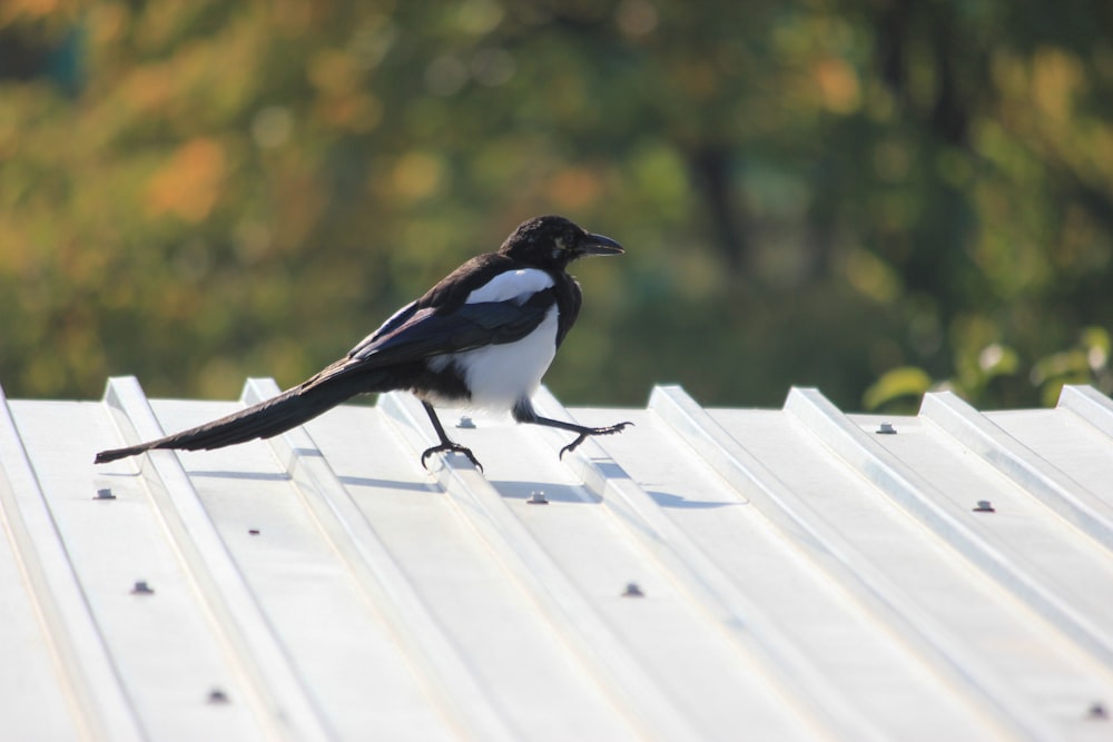 black and white bird on white wooden fence during daytime