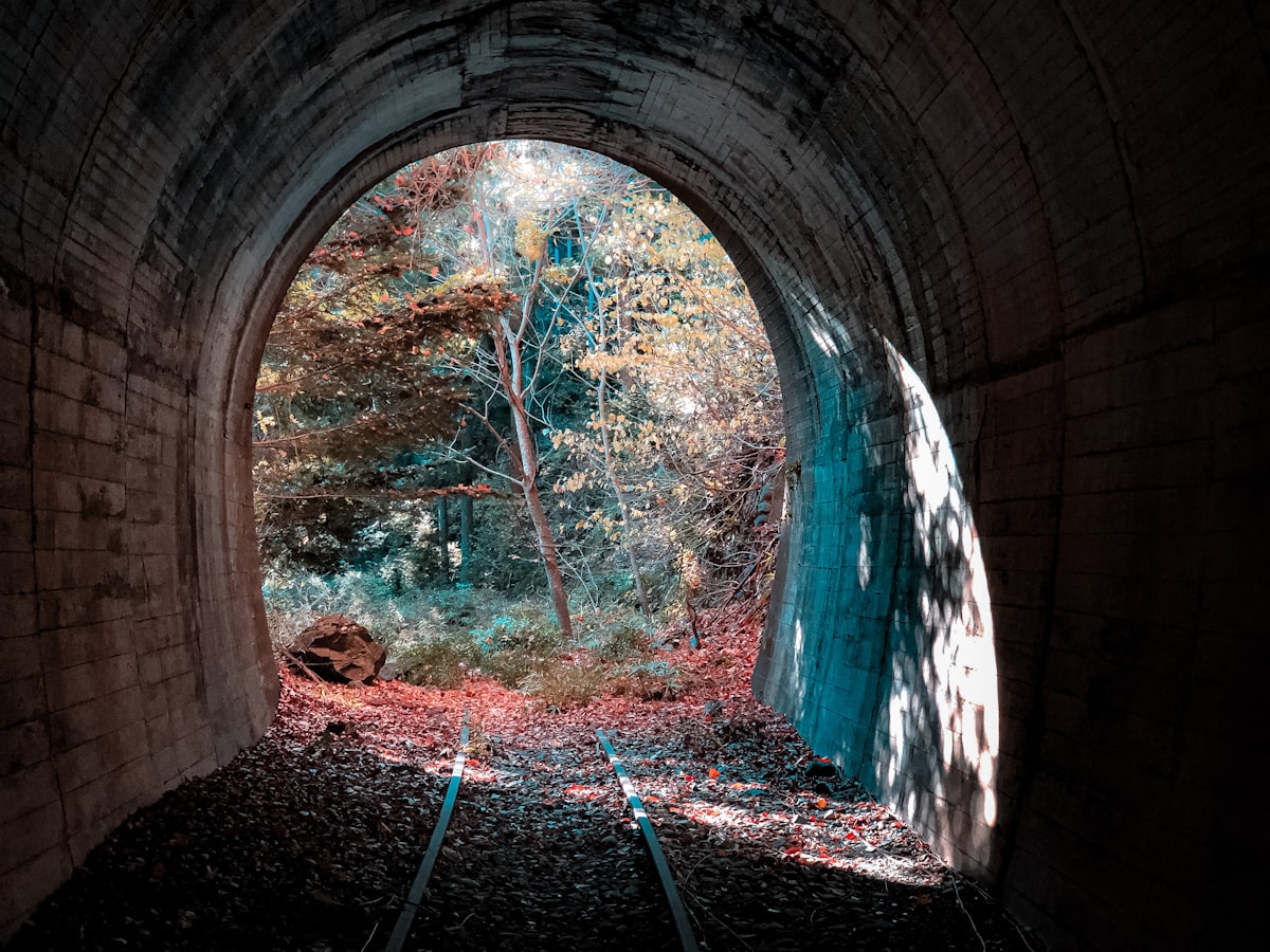 The Great Migration: A Month-by-Month Guide to Nature's Greatest Show