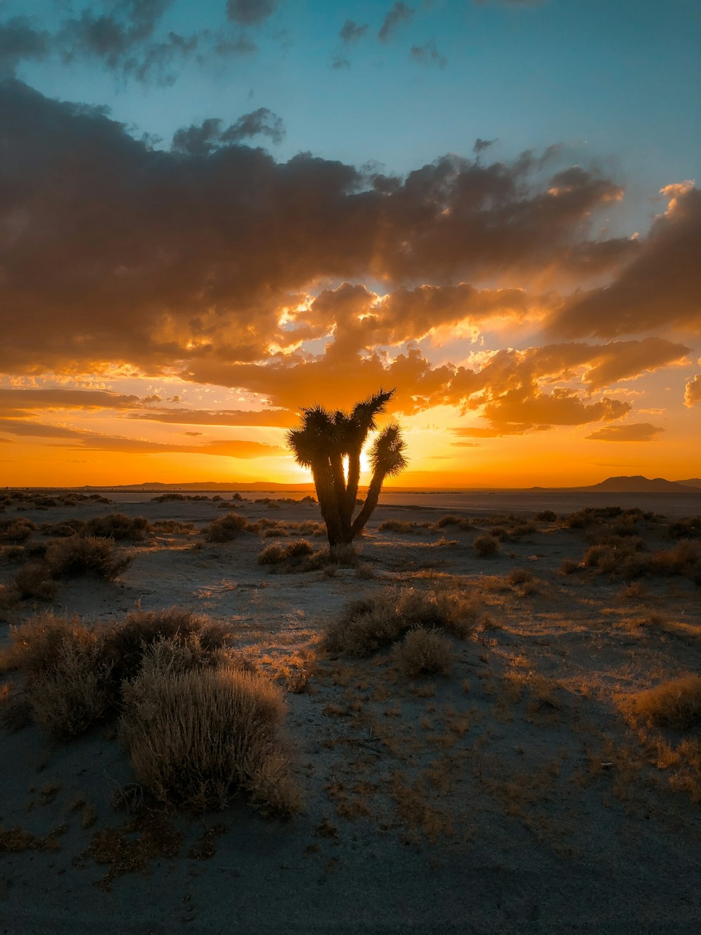 green tree on white sand during sunset