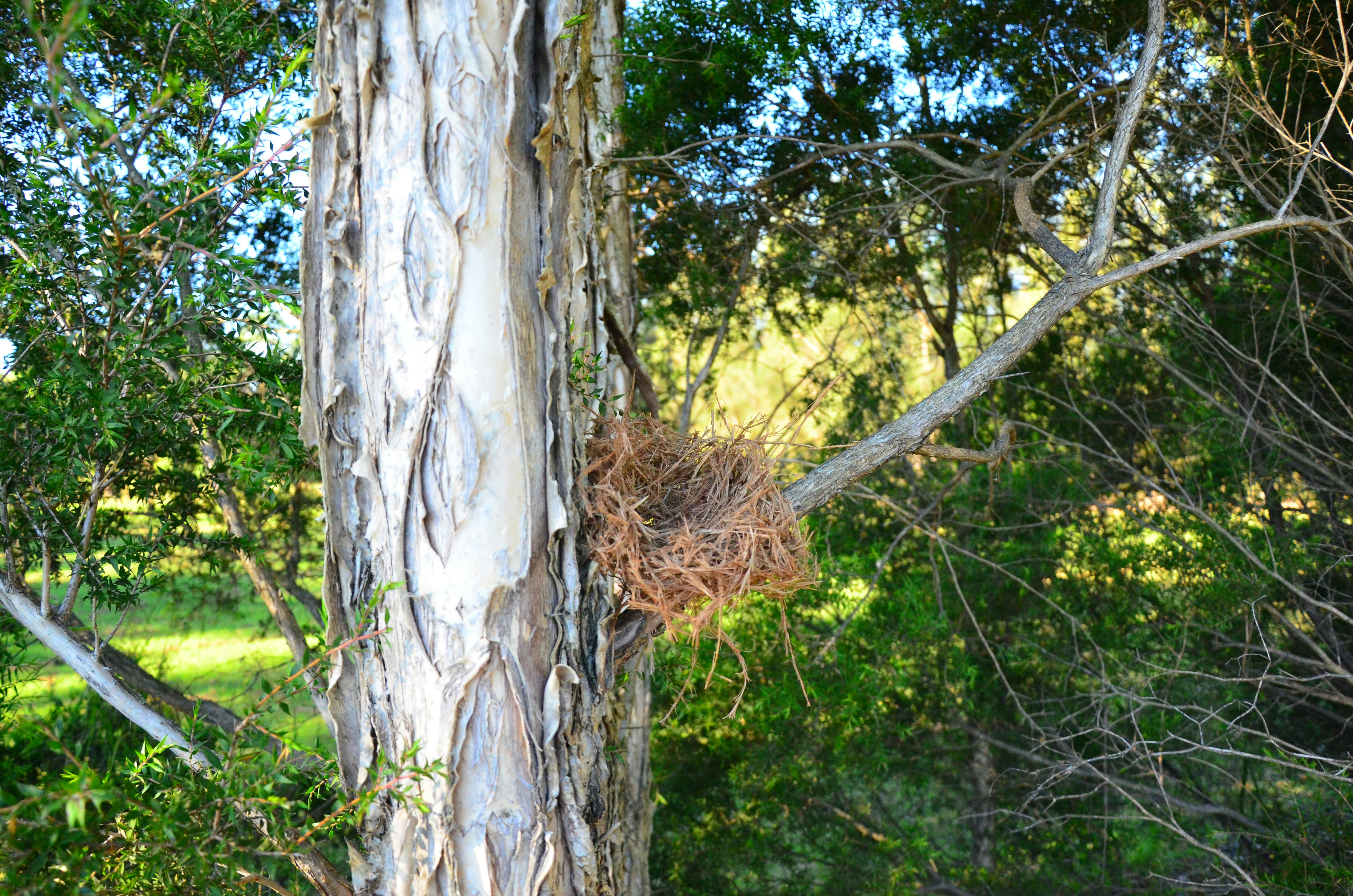 brown tree trunk during daytime