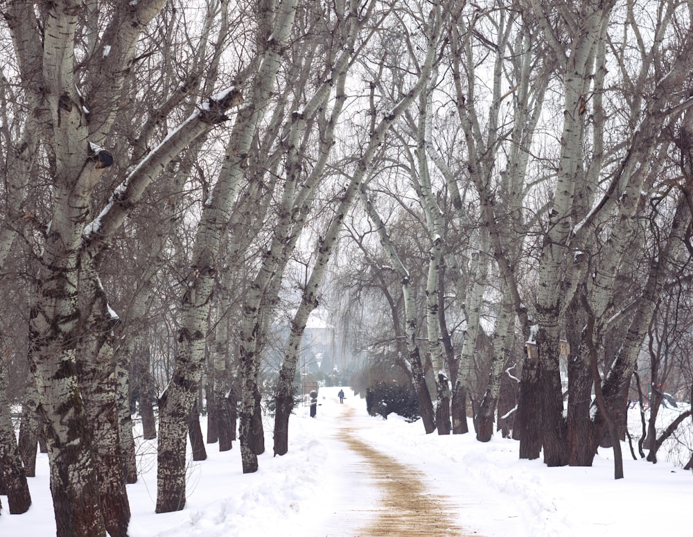 person walking on snow covered pathway between bare trees during daytime